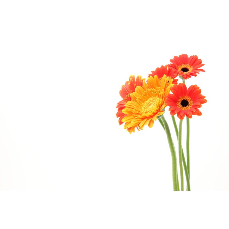 Transvaal Daisy In A White Background - Wrapped Canvas Print, 81cm H x 122cm W