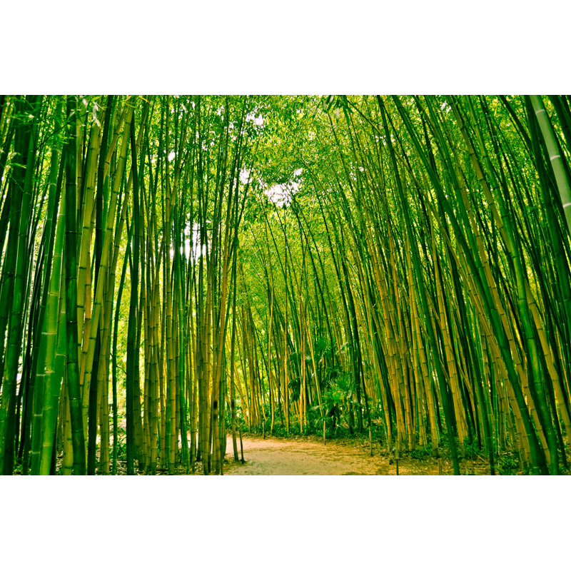 Asylbek Bambusoideae Bamboo Forest 1 Piece Wrapped Canvas Wall Art, 30cm H x 46cm W x 3.8cm D