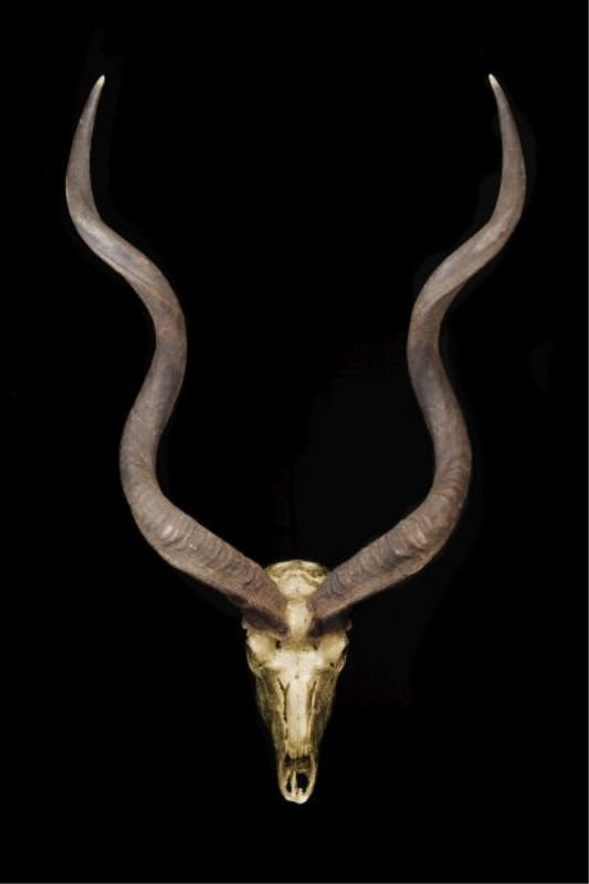 «Skull and Bones II» par Nash Rambler - impression, H 30 po x l 20 po x P 1,5 po, Extérieur