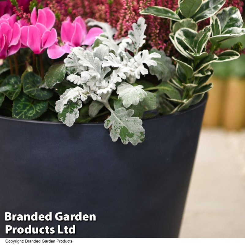 Paytin Pot Planter