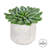 6'' Faux Succulent in Cement Pot
