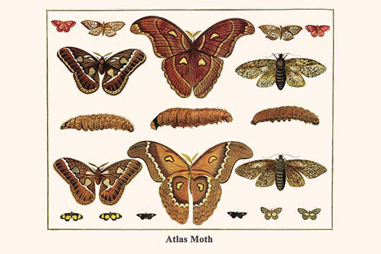 « atlas moth » par albertus seba-impression d’art graphique, H 24 po x l 36 po x P 1,5 po