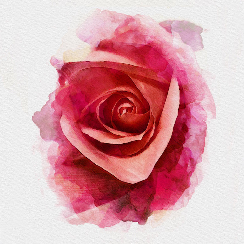 Hondah Red Rose - Wrapped Canvas Print, 51cm H x 51cm W x 3.8cm D