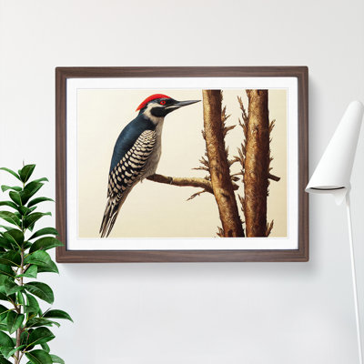 Vintage Woodpecker Bird Art Vol.2 - Framed Print