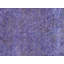 Xaveria Area Rug in Purple
