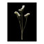 Pressed Botanical Giclees On Black Set by Sandy Whitaker-214565506-214565511