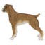 Boxer debout