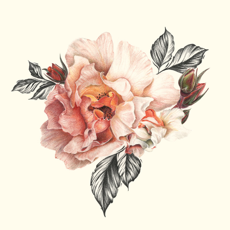 The Light Of Day Rose I by Lily Liama - Wrapped Canvas Painting, 76cm H x 76cm W