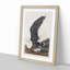 Black-Backed Gull by John James Audubon - Picture Frame Art Print-55512335-55512334