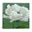 « white poppy », impression d’art graphique-22063601-22064620