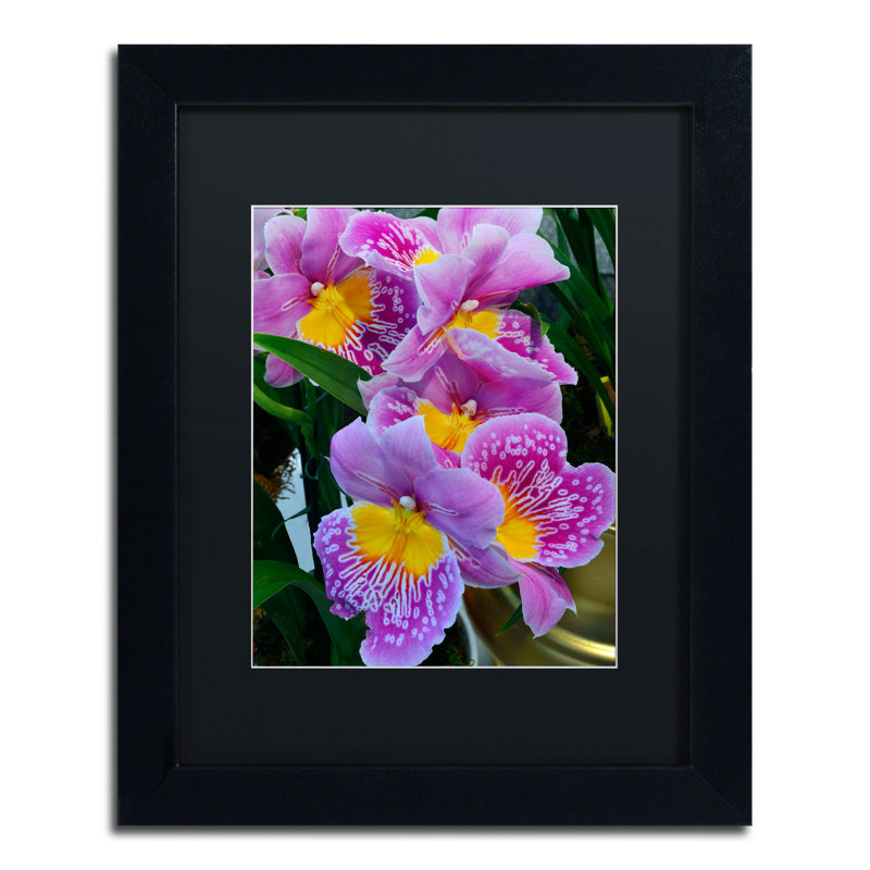 « happy orchidées » par kurt shaffer, reproduction de photo encadrée, H 14 po x l 11 po, Noir