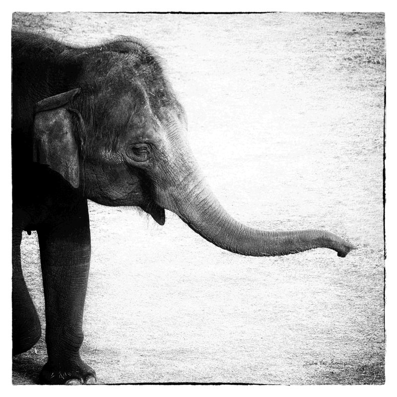 «Elephant II» par Debra Van Swearingen - impression sur toile tendue, H 36 po x l 36 po, Toile tendue, Non