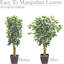 90cm Plant