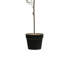 Topiaire en faux thym 29 po en pot