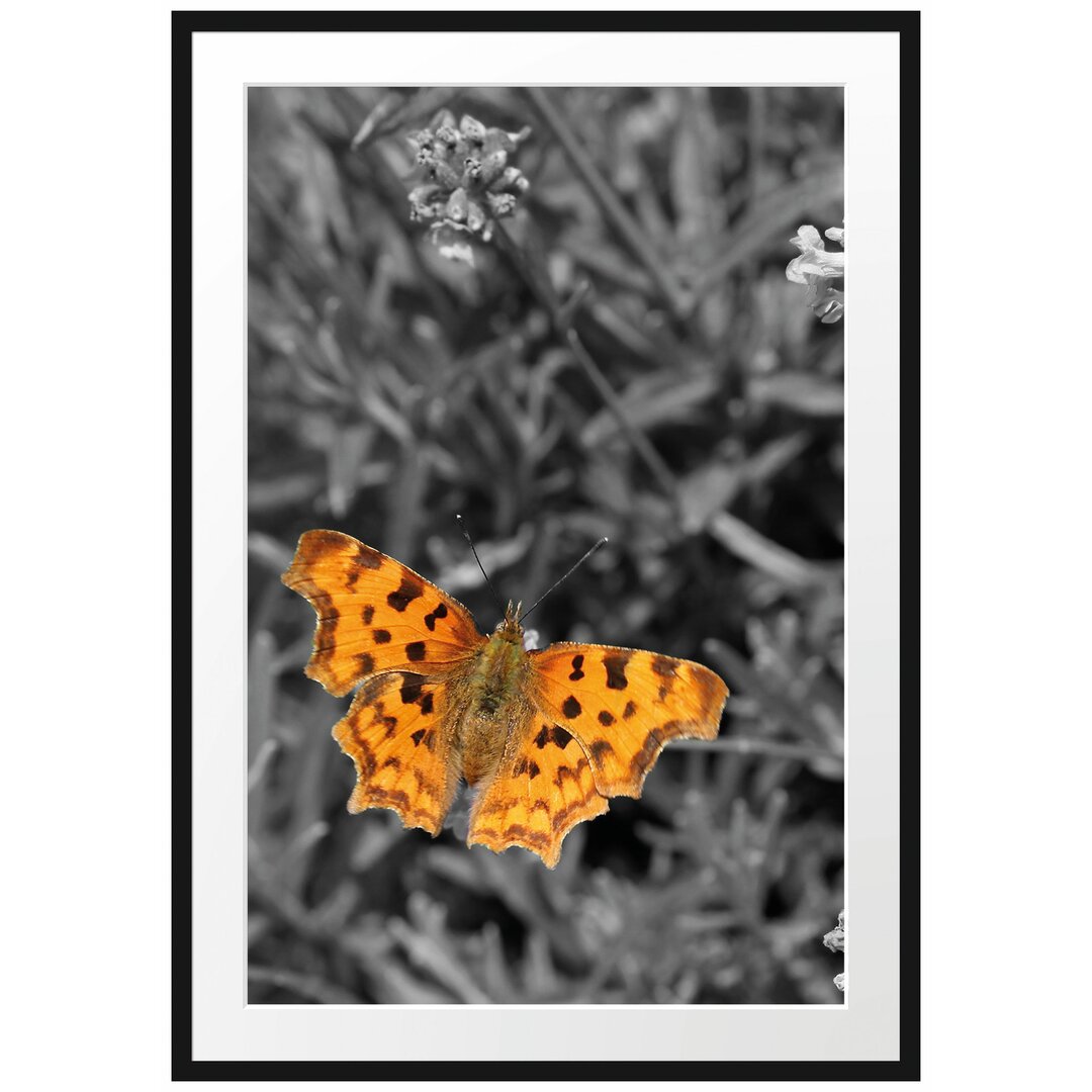 Schmetterling in Blumenwiese Gerahmter Fotodruck Poster