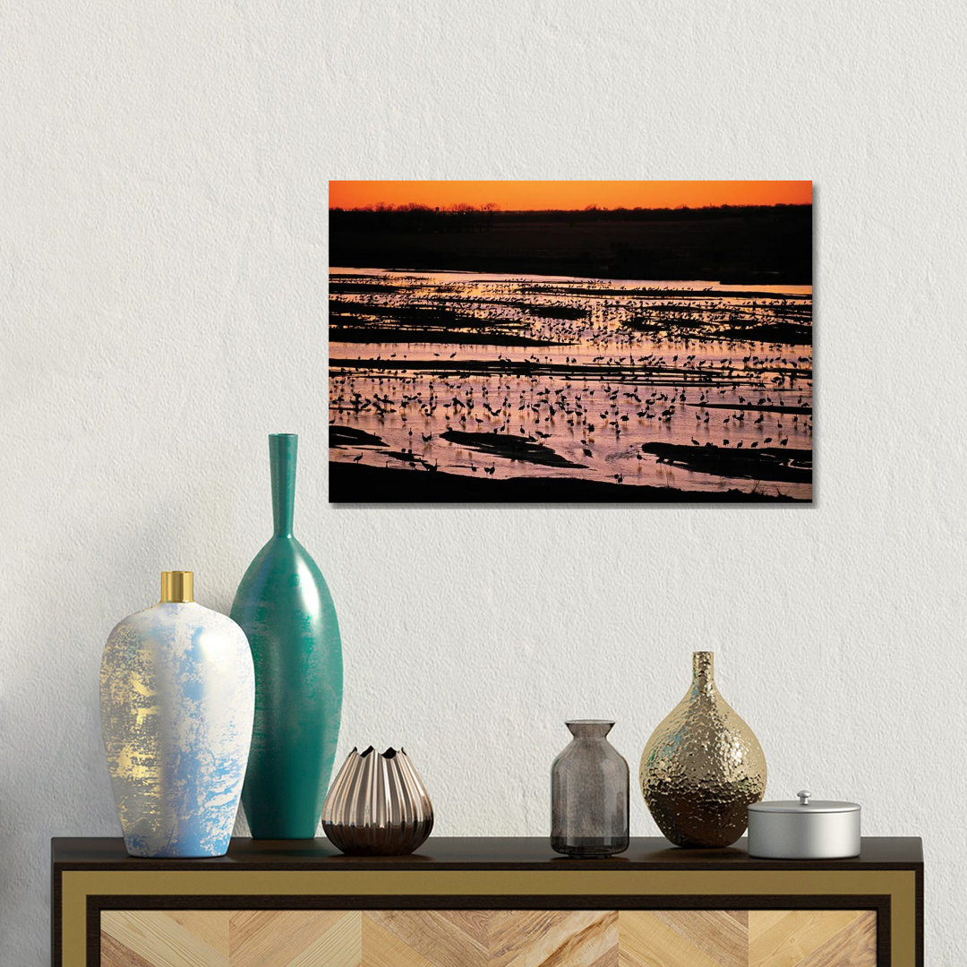Sandhill Cranes Roost Along The Platte River Near Kearney, Nebraska by Joel Sartore - Gallery-Wrapped Canvas Giclée on Canvas