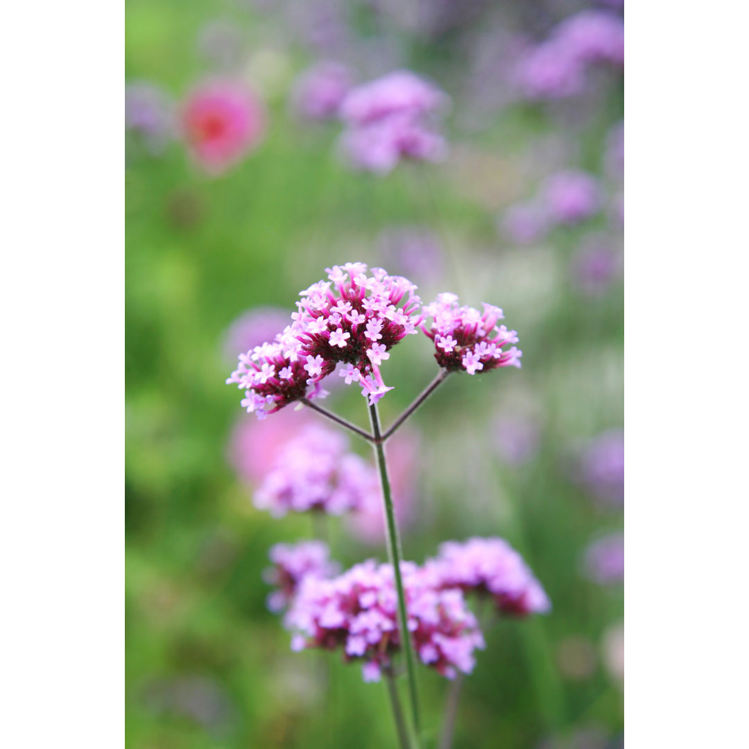 Purpletop Verbena Flower - Kunstdrucke auf Leinwand