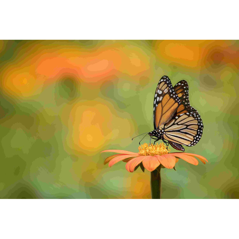 Portrait de papillon, H 32 po x l 48 po