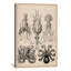 Cephalopod (gamochonia), impression sur toile-73792603-73792604-73792605
