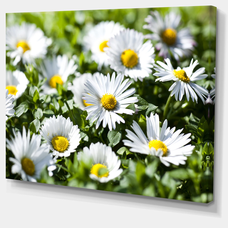Printemps fond avec fleurs blanches - reproduction de photo sur toile tendue, H 28 x l 60 po x P 1 po