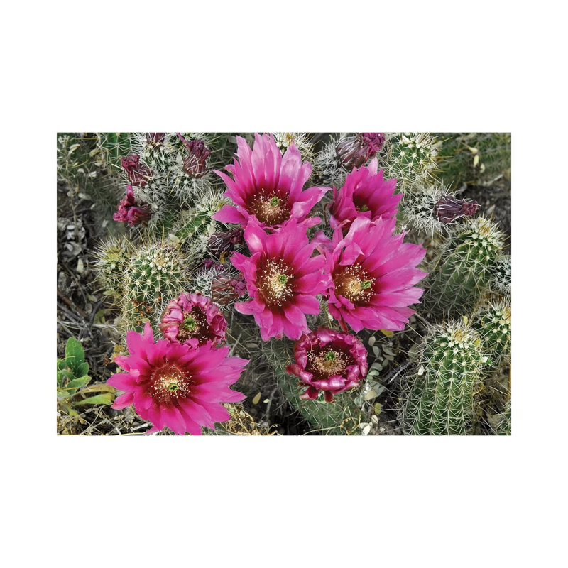 Hedgehog Cactus Flowering, Arizona by Tim Fitzharris - Wrapped Canvas Print, 101.6 cm H x 66.04 cm W x 1.91 cm D