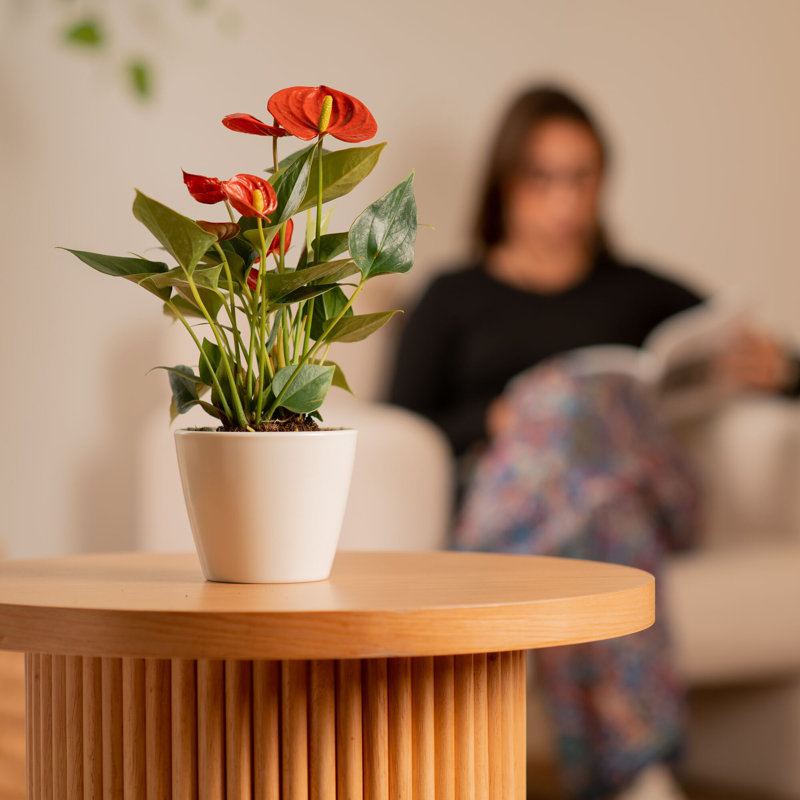 Anthurium in Ceramic Planter