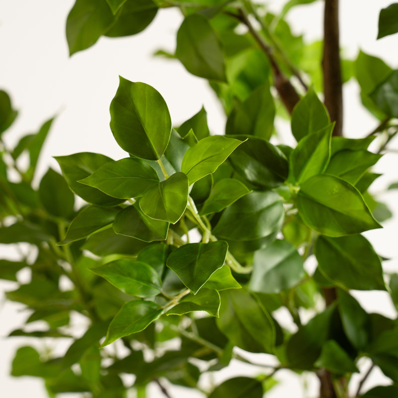 180cm Faux Real Touch K/D Ficus Tree