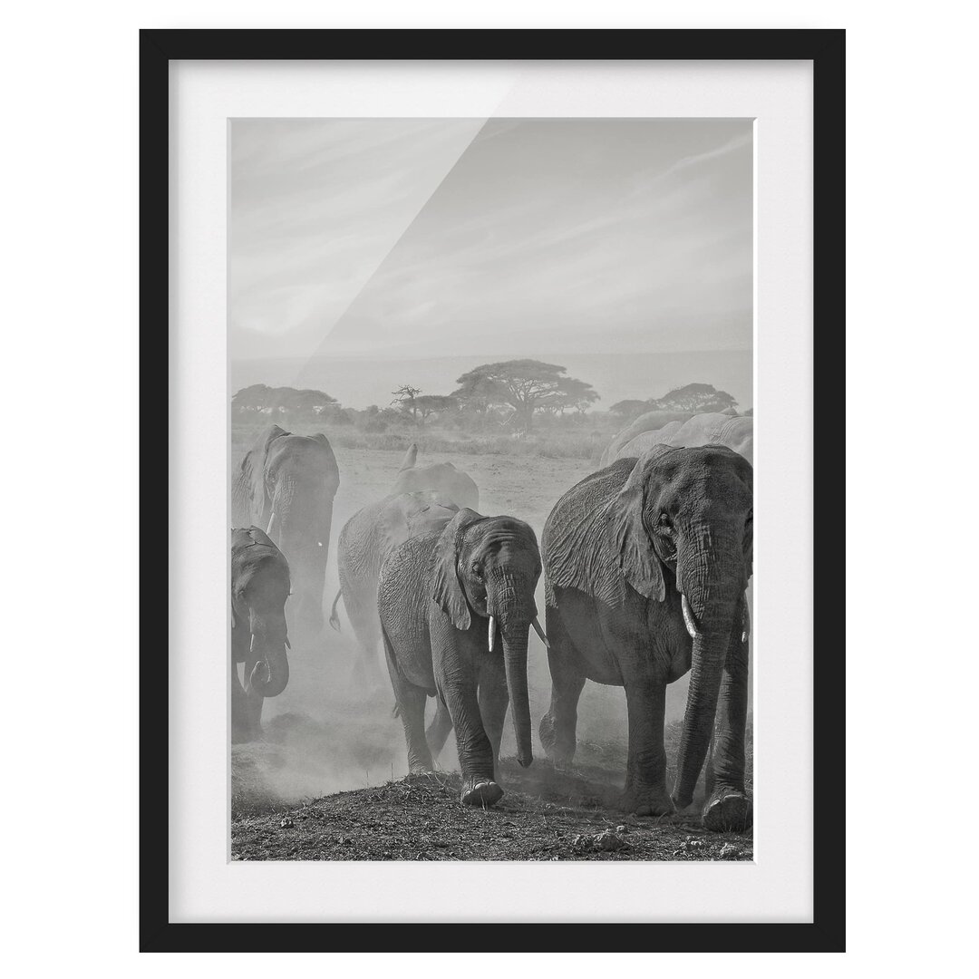 Gerahmter Fotodruck Herd of Elephants