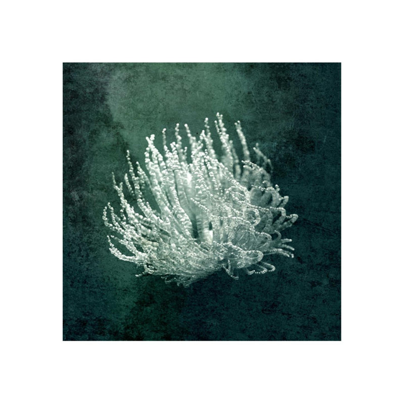 Marine Collection III Print by GI Lab, 40" H x 40" W, Plexi