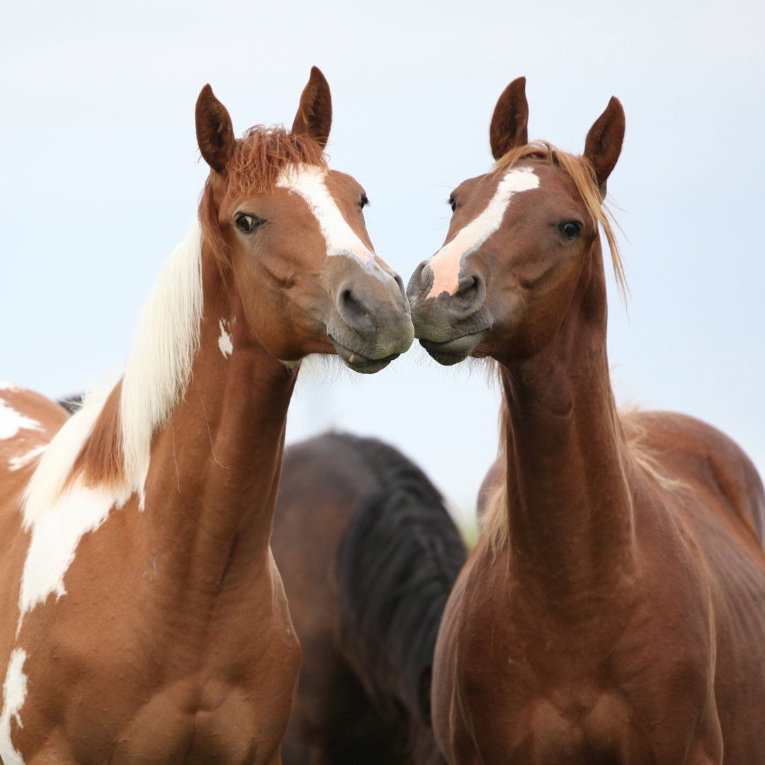 Two Young Horses by Zuzule - Wrapped Canvas Print