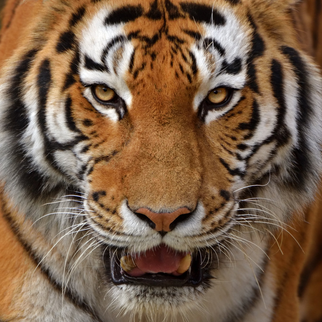 Nahaufnahme eines Tigers von Freder - Leinwanddrucke auf Leinwand