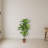Dracaena Silk Plant
