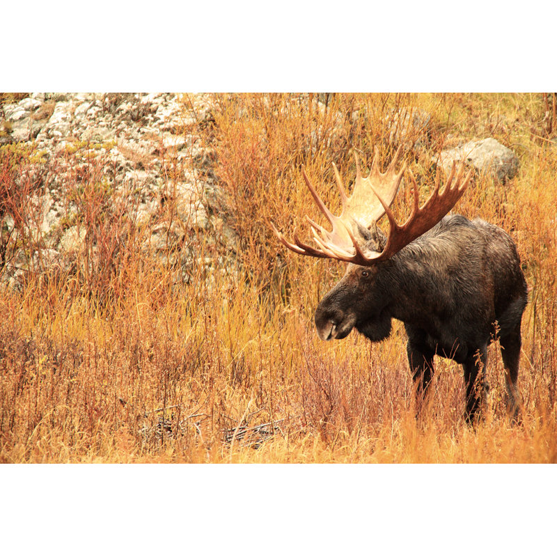 Majestic Bull Moose - Wrapped Canvas Print, 30cm H x 46cm W x 3.8cm D