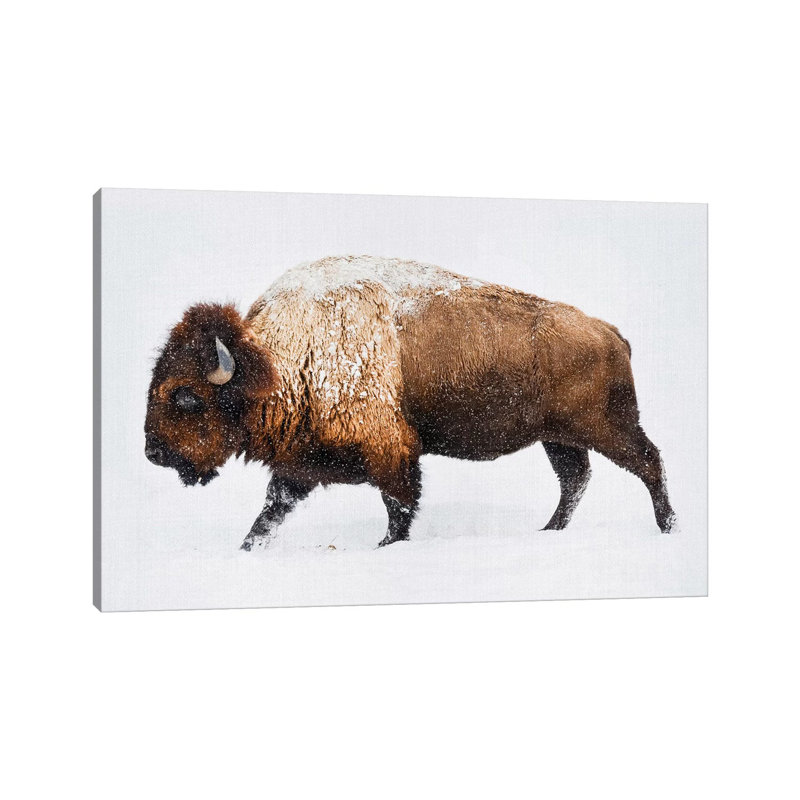 «Buffalo in the Snow» par Gal Design - impression sur toile tendue, H 40 po x l 60 po x 1,5 po