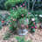Muggly's Aunt Minnie Face Statue Planter-1818895141-1818895144