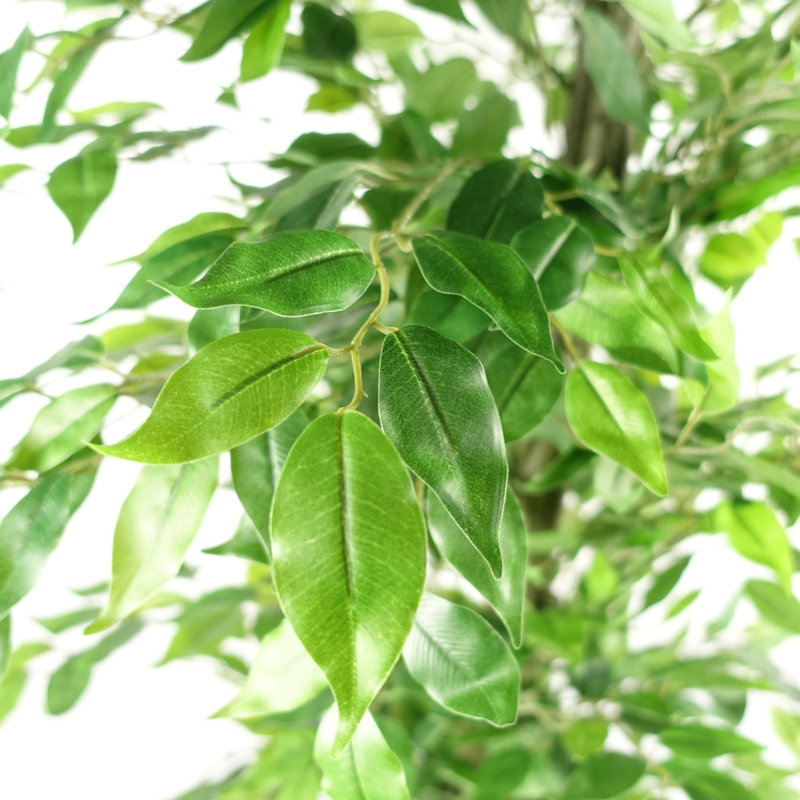 Anastassios 180cm Faux Ficus Tree in Pot