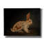  «Resting Bunny Rabbit 9» par Marian Parsons, art mural sur toile, 16 po x 12 po-1279247058