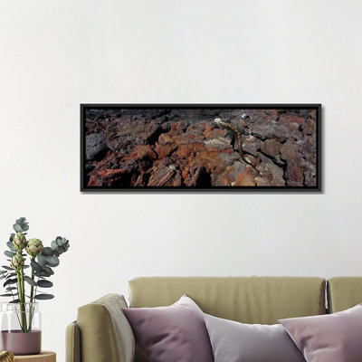 «Iguane marin sur un rocher volcanique sur l'île Isabela, îles Galapagos, Équateur», reproduction de photo sur toile