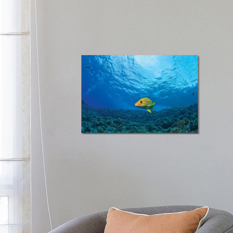 Blue Striped Grunt (Haemulon Sciurus), Molokini Crater, South Maui, Hawaii, USA by Stuart Westmorland - Gallery-Wrapped Canvas Giclée on Canvas