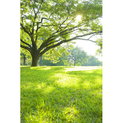 Park Park - Photographie sur toile tendue
