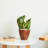 Dein 2-Pack 10 in. Plastic Self-watering Planter Pot-242219153