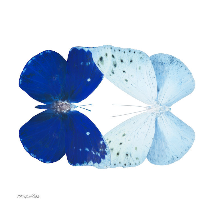 « miss papillon x-ray vii », impression sur toile, H 12 po x l 12 po x P 1,5 po, Toile tendue