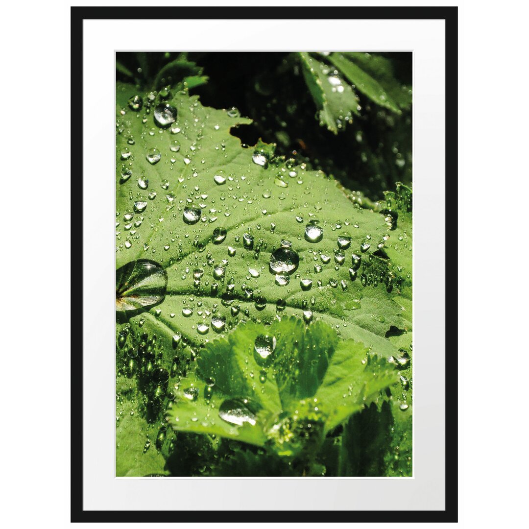 Gerahmtes Poster Wassertropfen auf Blatt