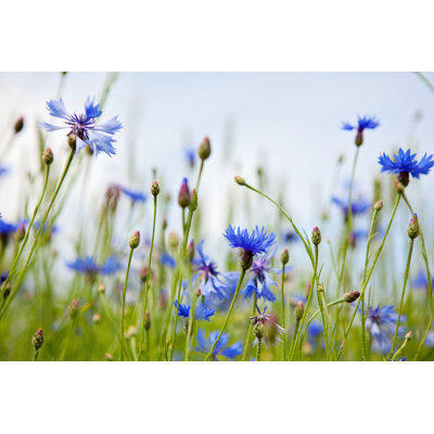 Wild Cornflowers par Birute - photographie sur toile tendue