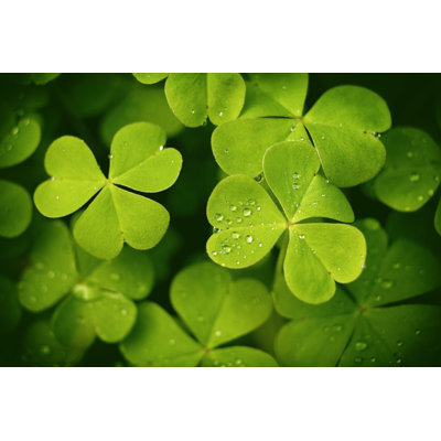 Dew on clover leaves 184849909