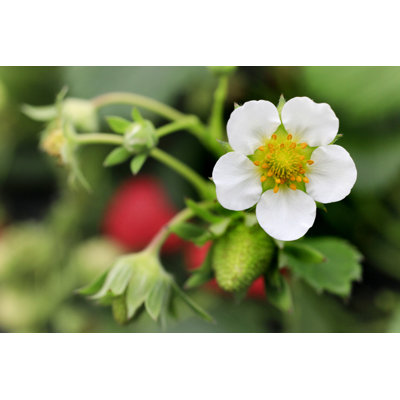Straberry Blossom by Vdcm Image