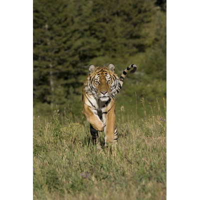 " Siberian Tiger Running " by Sandf320