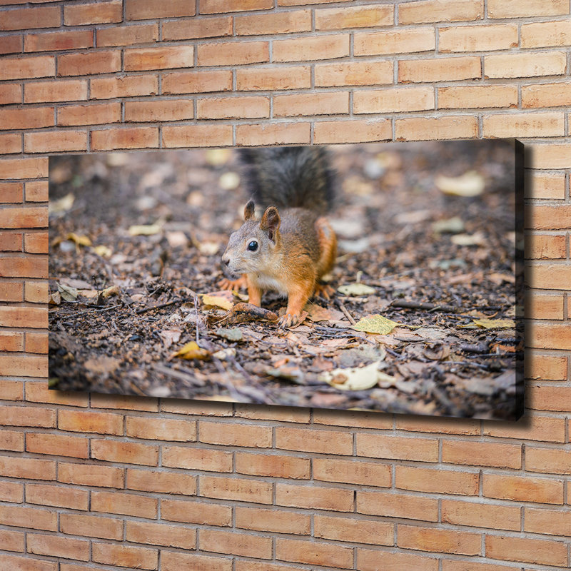 Squirrel - Wrapped Canvas Print