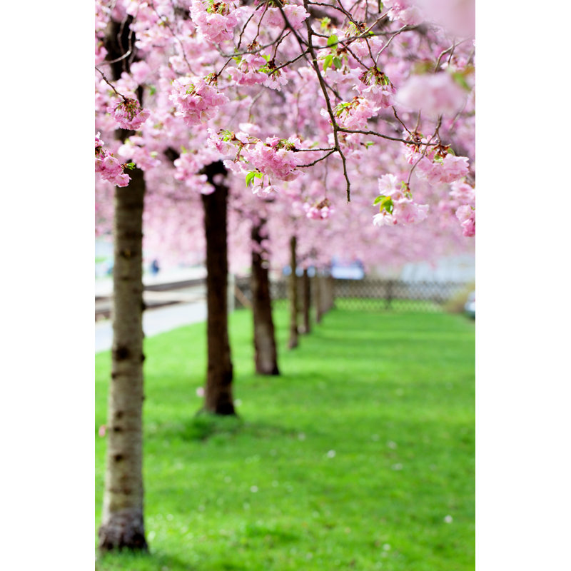 Sakura - Wrapped Canvas Print, 30cm H x 20cm W x 3.8cm D