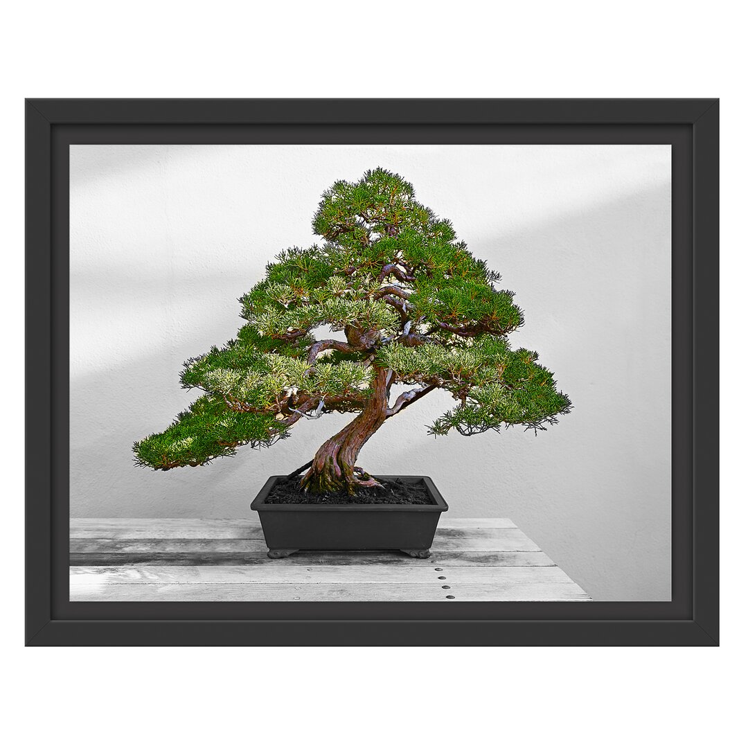 Gerahmtes Wandbild Bonsai Baum